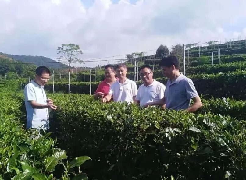 赣茶·动态 | 婺源绿茶参加东盟博览会