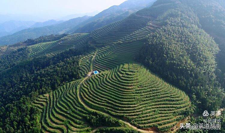 娄底茶协：助力茶业高质量发展须注重“三个突出”