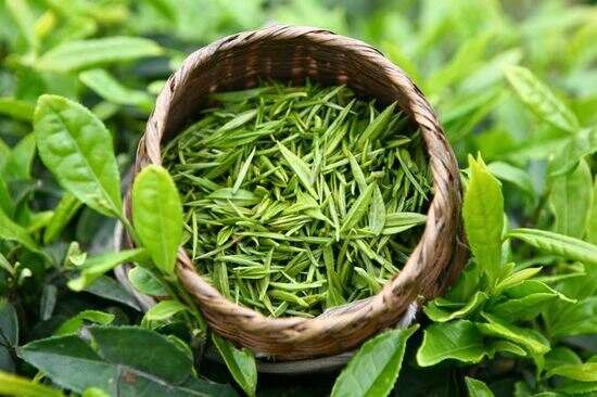 中国海上第一仙山的崂山绿茶有什么特点