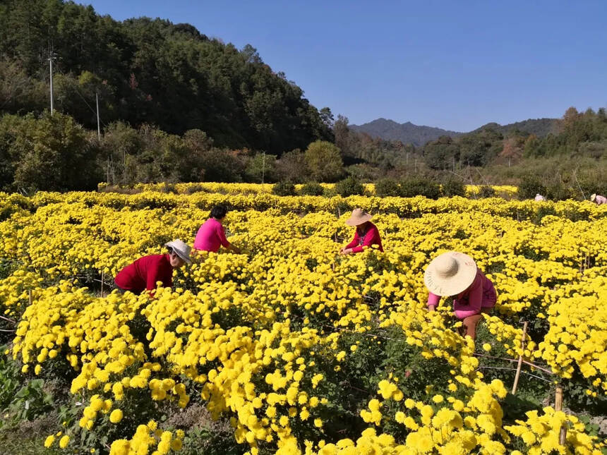 赣茶·寻茶记 | 一缕花香绕舌尖 如珠似玉惹人爱「第76站」