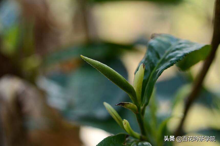 2019百花吟茶山行第三站香竹箐：锦绣茶祖，汤柔味纯，初心不改