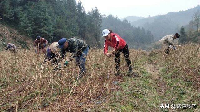 湘西陈功迟：夯实茶旅融合基础 带动周边村民就业