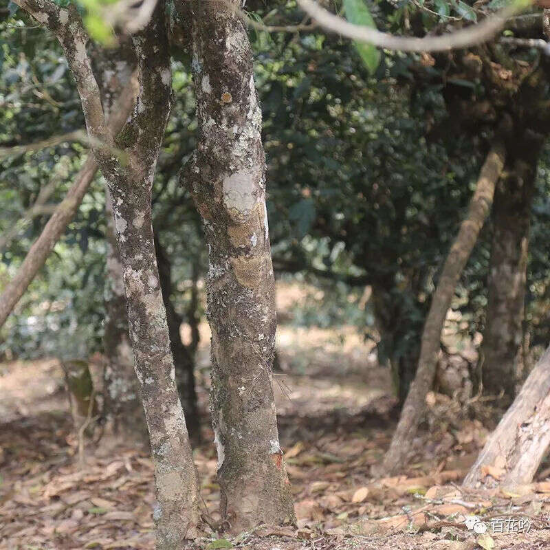 2018百花吟茶山行第六期丨走进普洱茶“王者之巅”-老班章