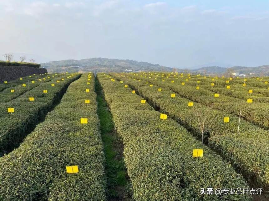 市场上的老茶要怎么理解？国外回流的白茶靠谱吗？