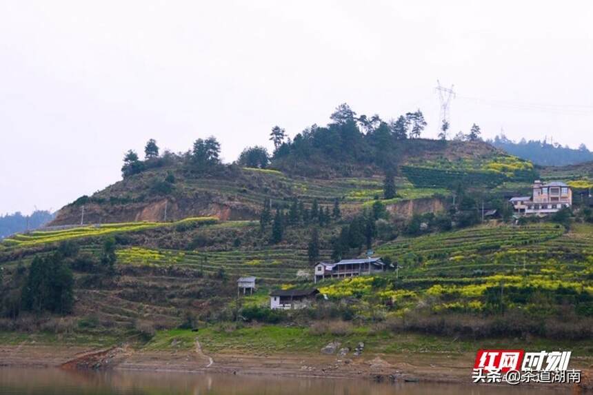 古丈县酉水流域：野生古树茶资源保护性开发