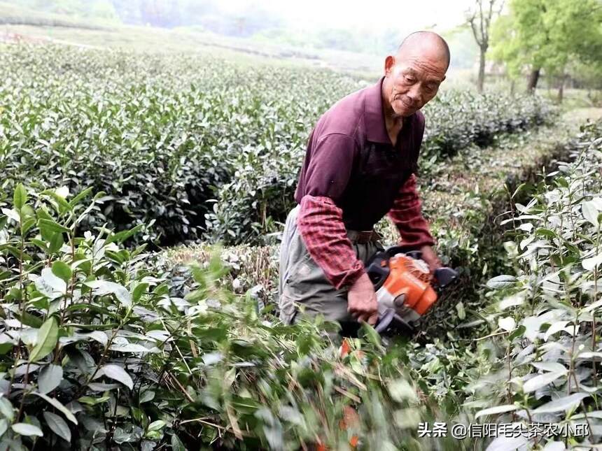 信阳毛尖春茶结束，进入修剪阶段，为来年的高品质采摘做准备