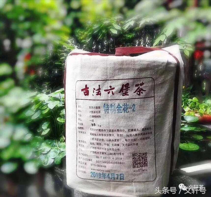 最具性价比的六堡茶，特制金花2