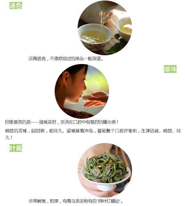 茶理王|抽湿鸭屎香单丛，和鸭屎没有关系！