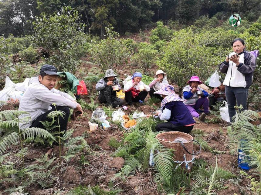 来离冰岛老寨最近的「地界」，品香、甜、醇、厚的茶中极品