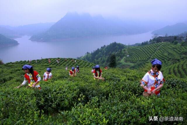 千年碣滩茶 馥郁吐芬芳——“乡村振兴十大重点县”之沅陵县