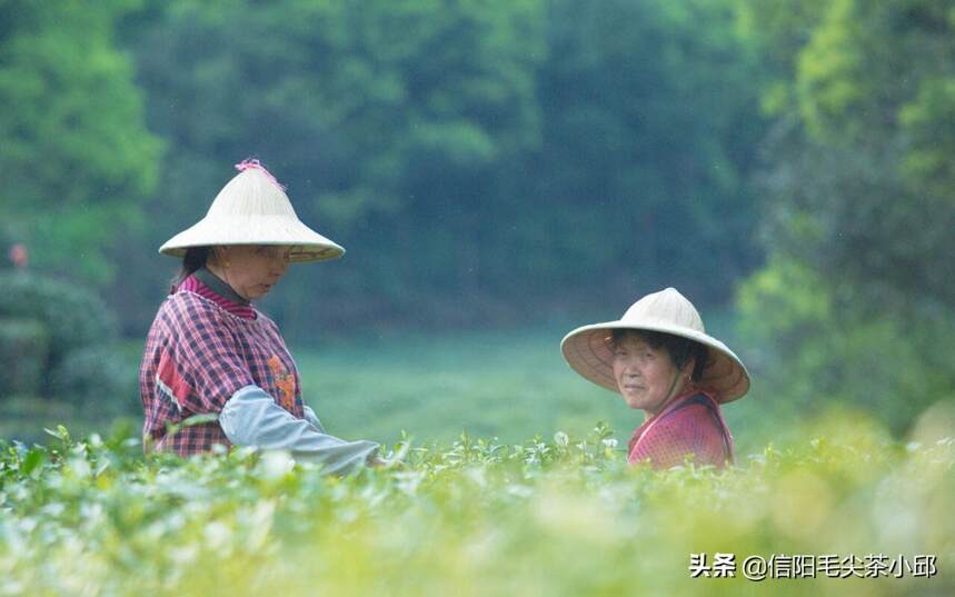 每一杯信阳毛尖都是来自茶农采摘不易，且喝且珍惜