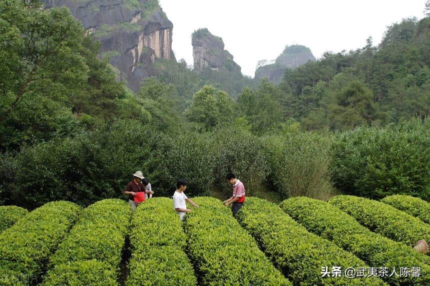 “香不过肉桂”所言非虚