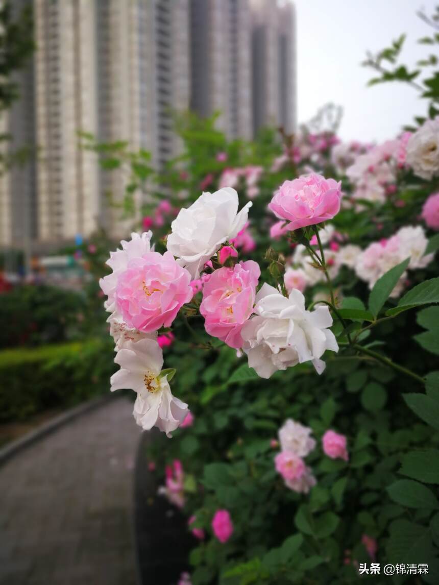 不能掌控生活，但能掌控心情，愿大家心情像花儿一样绽放