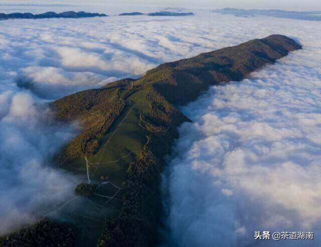 蓝天白云，有机飘香——“乡村振兴十大领跑企业品牌”之白云山