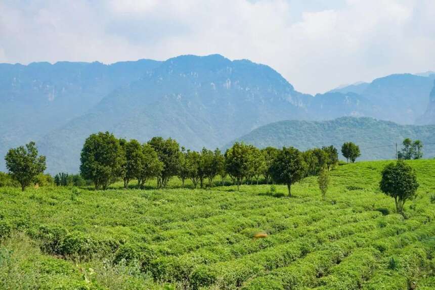 「端午」吃粽子，喝江西茶