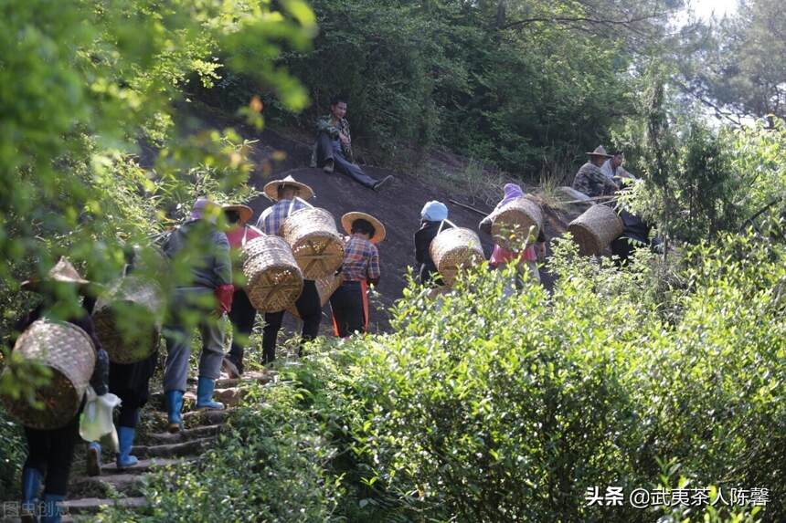 「武夷岩茶」武夷岩茶的概念及其发展现状