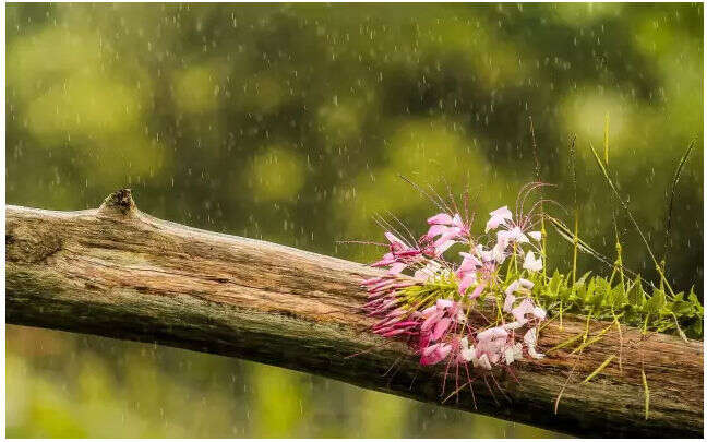 好雨知时节，喝茶当养生