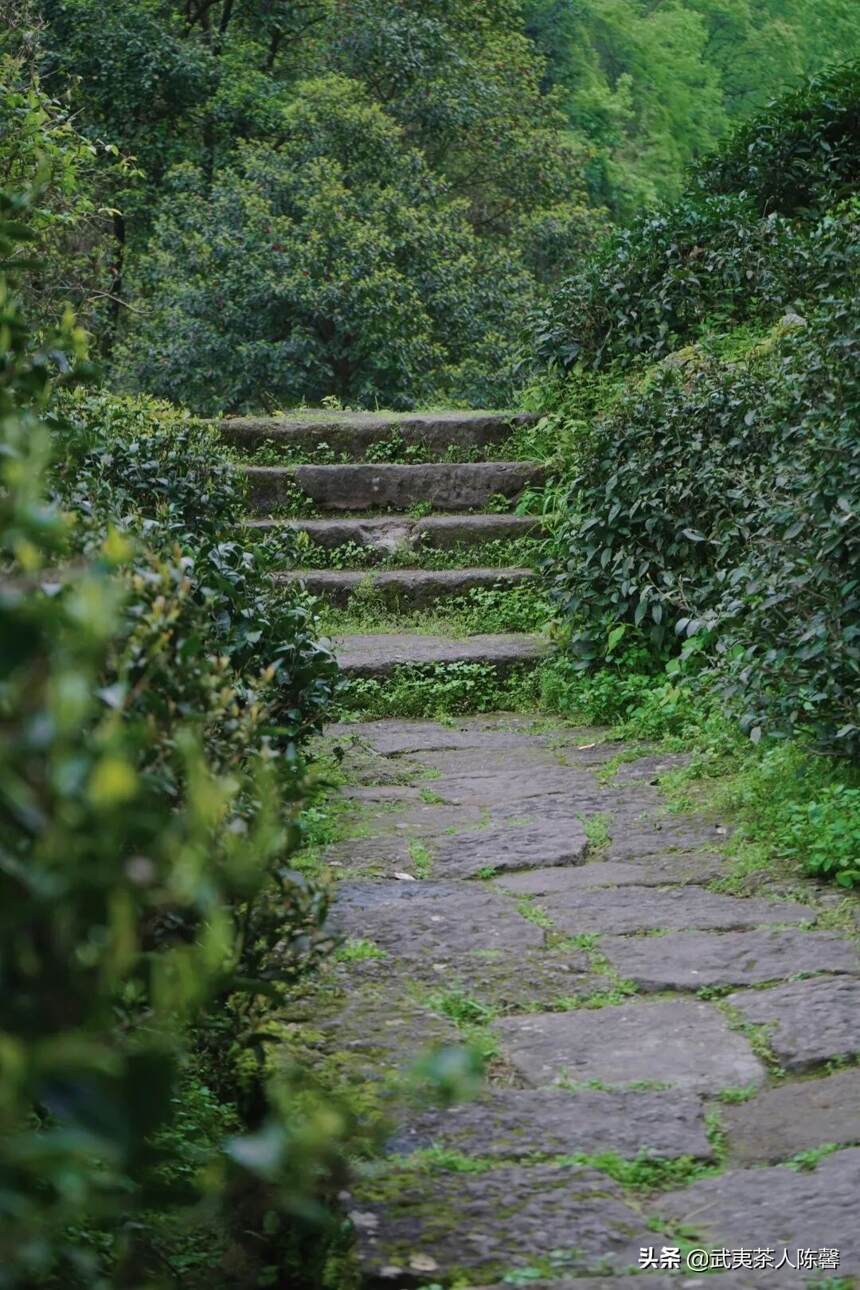 划分武夷岩茶山场区别的几大理论依据