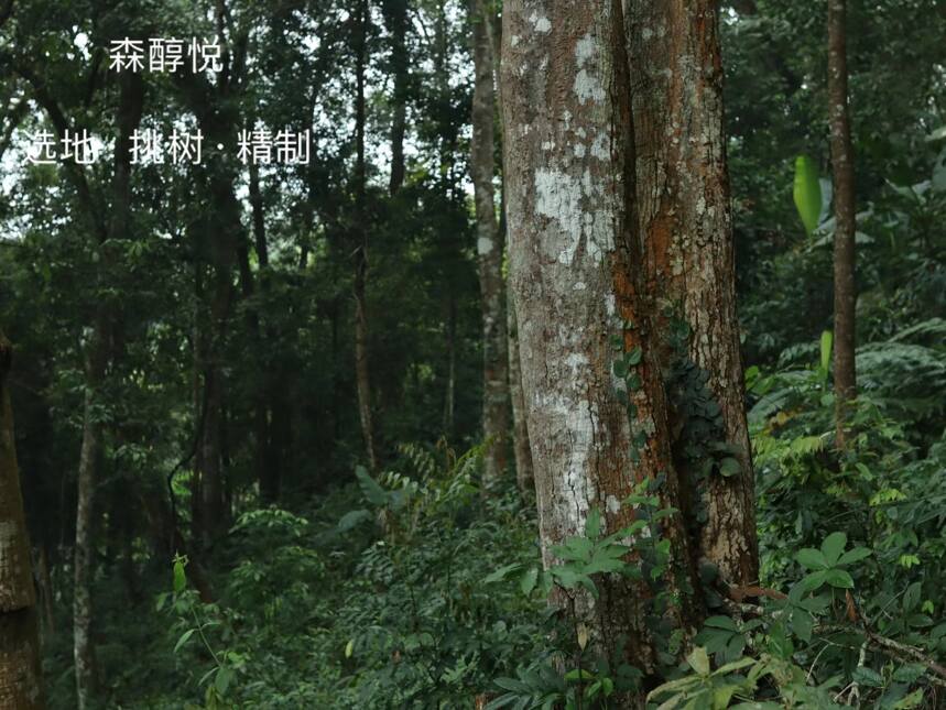 古六大茶山之蛮砖茶山