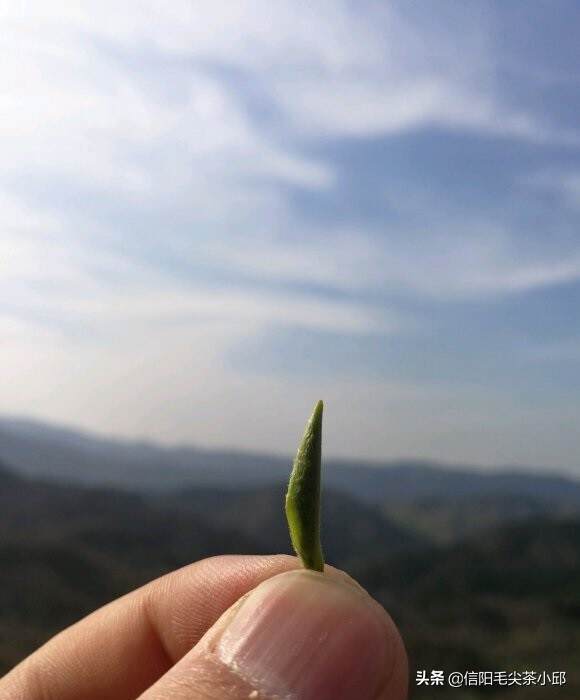 信阳毛尖春节时节等级划分.明前.雨前.雨后