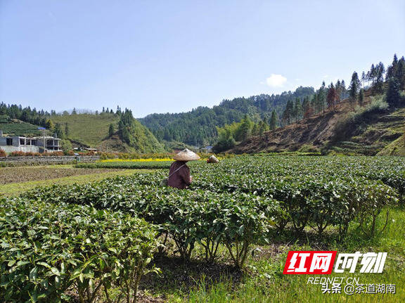 古丈：茶旅互动让人感受世外“茶”源