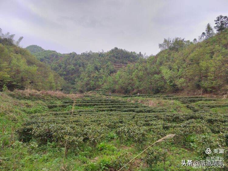 周荣华：天门四月间，紫鹊寒茶仙