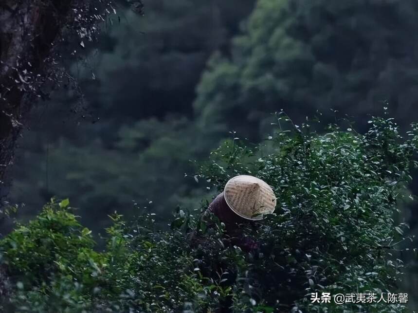 空山听雨 记——雨后武夷