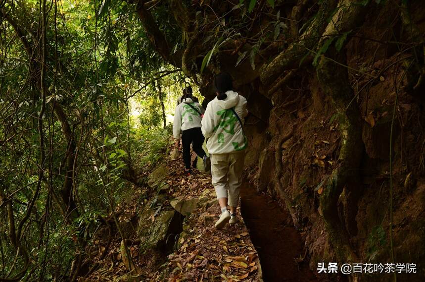 2019百花吟茶山行第七站百花潭：曲径通幽，幽谷生香