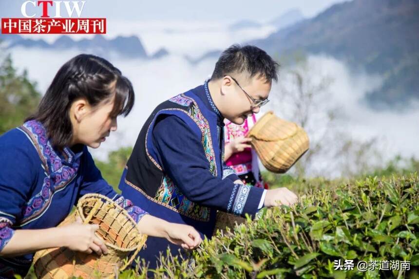 「湖南」桑植白茶开园采摘啦