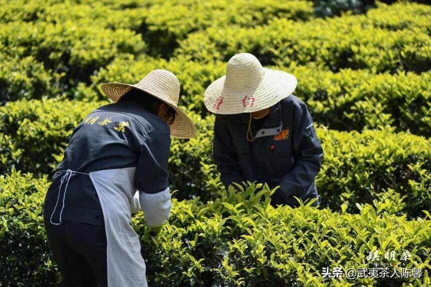 武夷岩茶为什么一年只采一季，你知道吗？