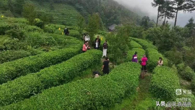 紫鹊寒芽：漫过红尘 涌流芬芳