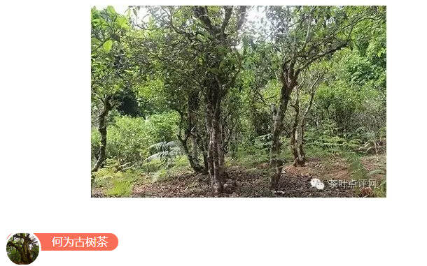 茶理王 | 普洱品鉴跳级班：古树茶也有黑历史