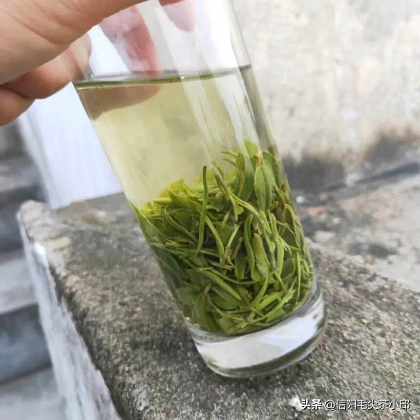 茶客为何特爱白露茶？