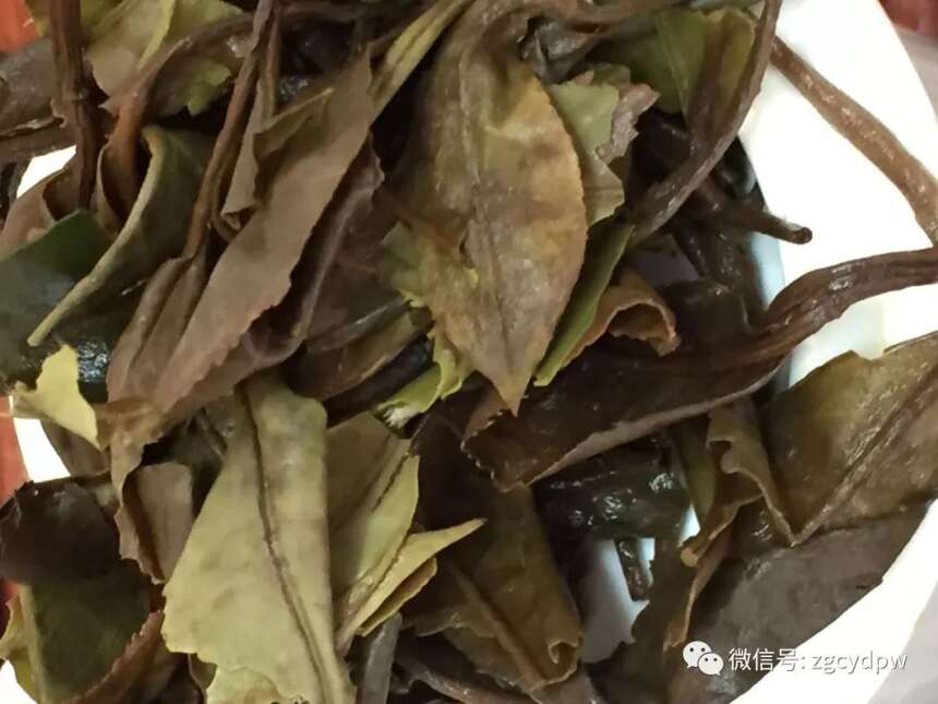 评茶真经--辨识老白茶（一）