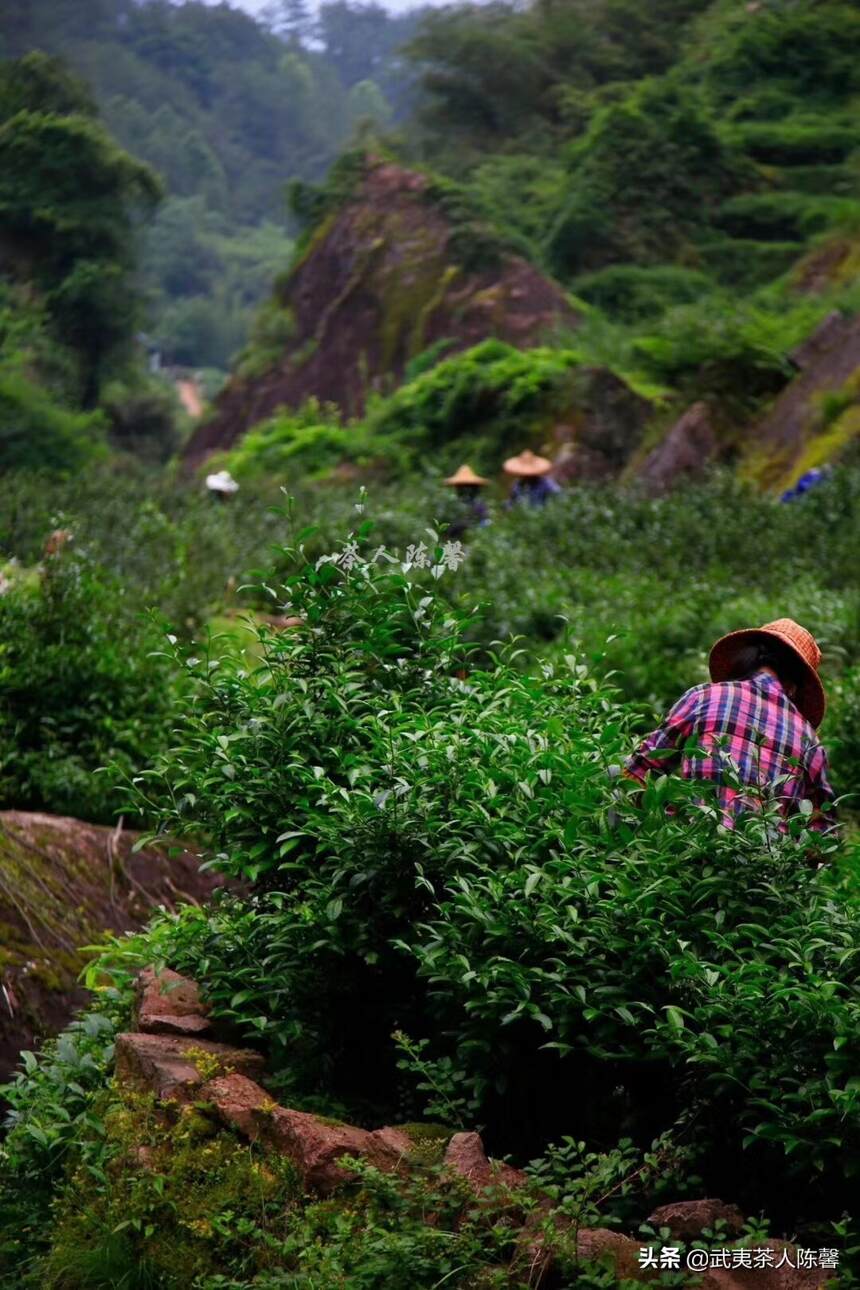 茶叶种植过程中到底需不需要施肥？喝这样的茶对身体会有影响吗？