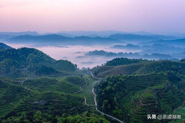 千年碣滩茶 馥郁吐芬芳——“乡村振兴十大重点县”之沅陵县