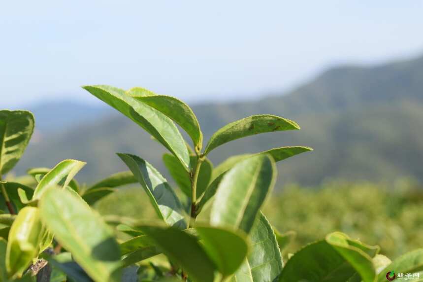 萍乡万龙山茶场