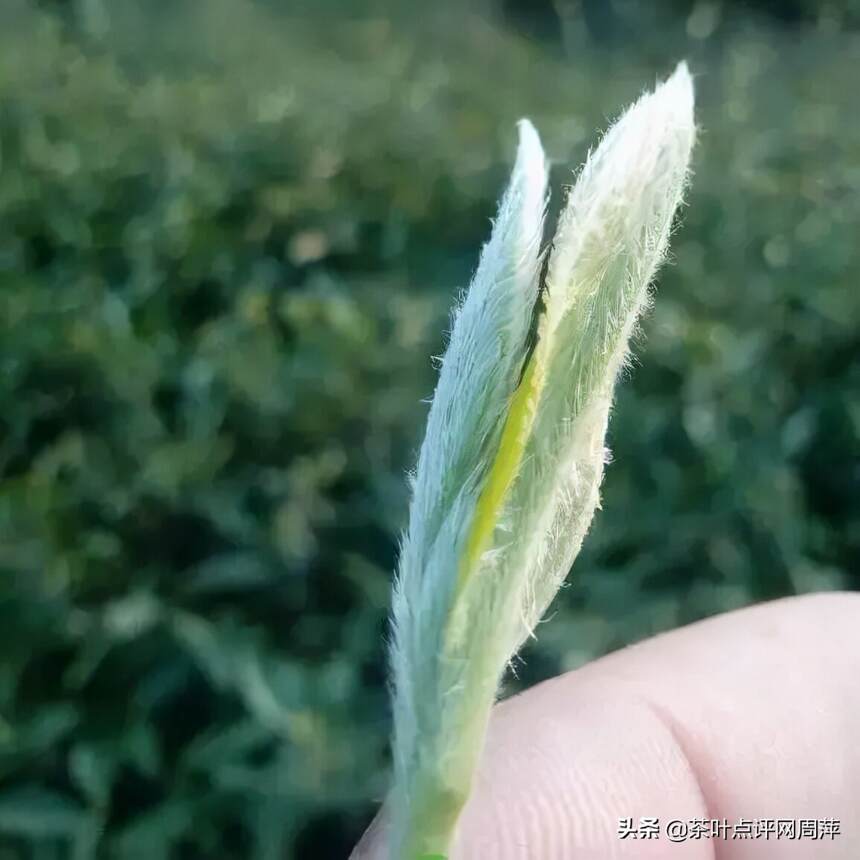 做旧茶，品质已经有了”质“的飞跃，你能辨别吗？