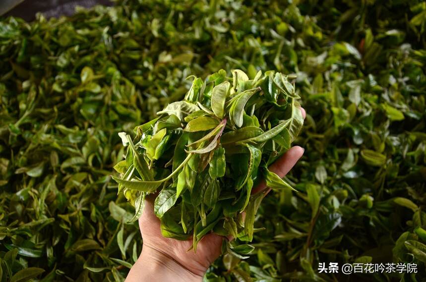 2019百花吟茶山行第五站那卡：一杯那卡，惊喜无限