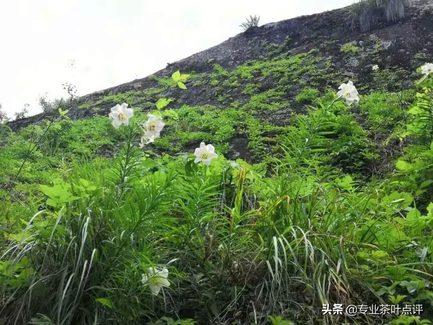 茶汤的品评美学