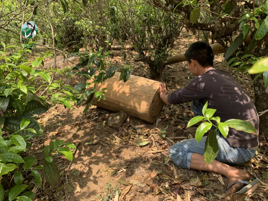 勐库东半山的王者「坝糯」，带你一品藤条茶的甜润醇厚！