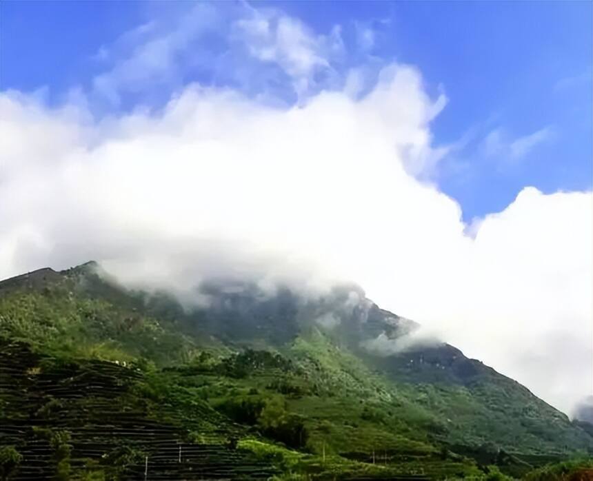 青茶 | 闽南乌龙 --- 安溪四大名旦 - 黄金桂 透天香的八仙茶