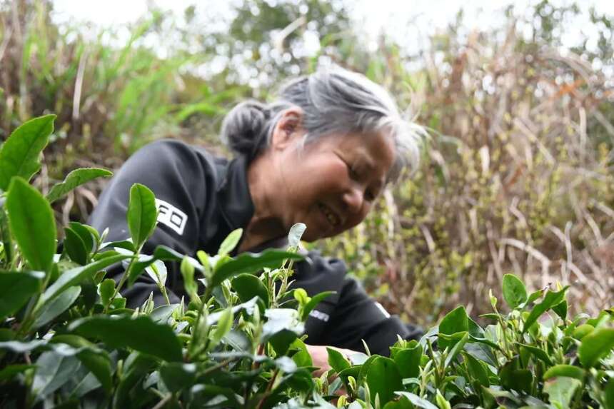 5·21国际茶日 | ​每一缕茶香 绽放江西力量