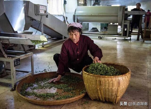 千年碣滩茶 馥郁吐芬芳——“乡村振兴十大重点县”之沅陵县