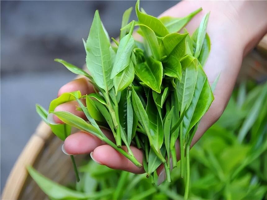 以润茶识 | 有红叶、红梗就是不好的普洱茶吗？