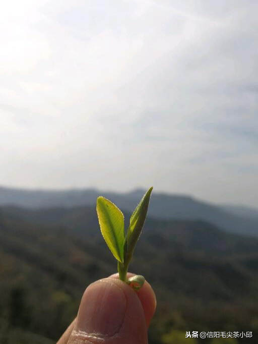 春即过，夏即到，品一杯正宗信阳毛尖，回味春天的味道！