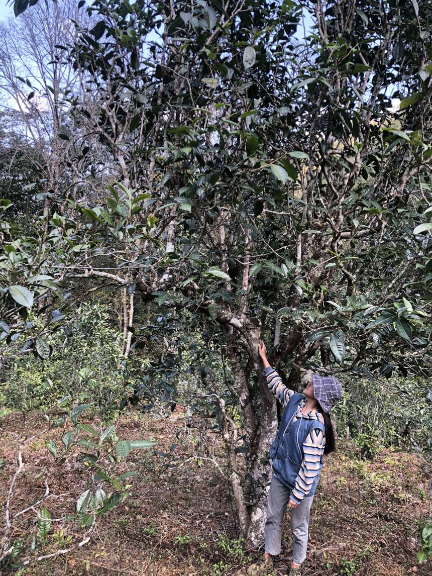 被雪藏深山的古茶园—酸枣树。新老茶友喝了都赞不绝口