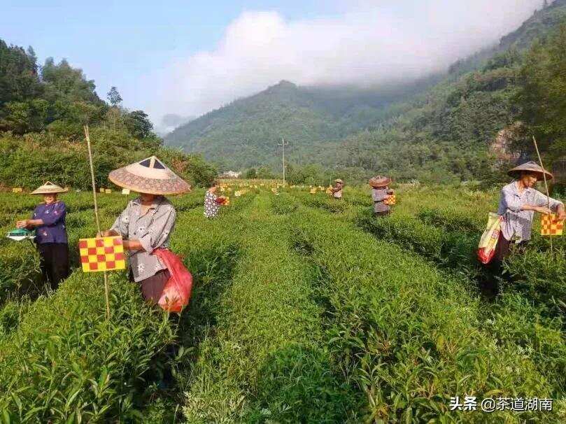 吉首：10万张粘虫板、140台诱虫灯进茶园 守护湘西黄金茶