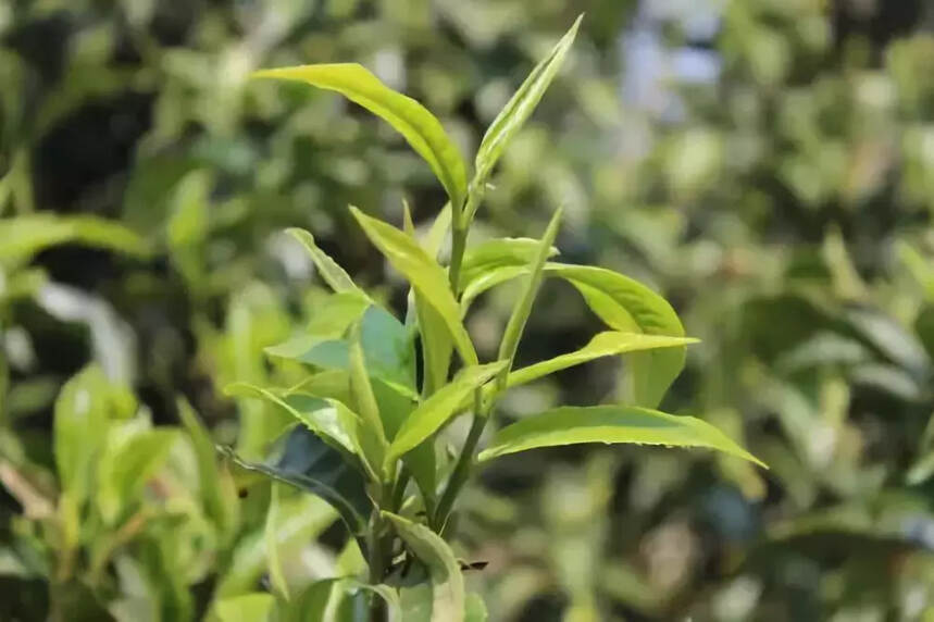 这4年陈的布朗山熟茶，软糯香甜，韵味悠长，几乎没有苦底