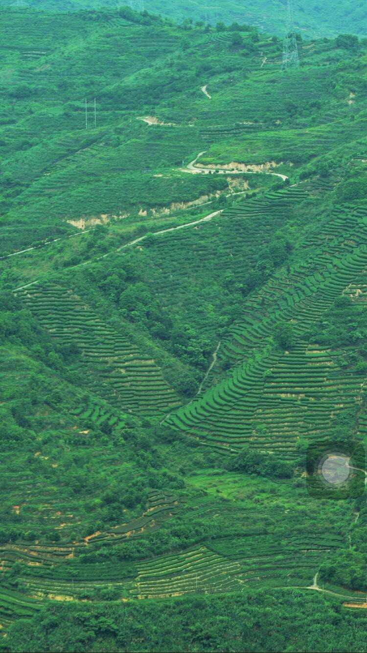 铁观音茶味中的花香深韵，是厚土与阳光的味道。你了解多少